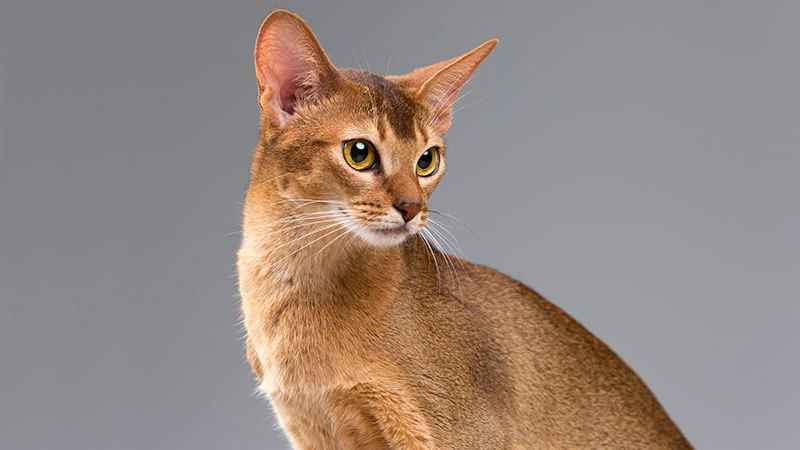 Abyssinian aspectos