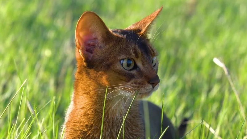 Abyssinian curiosidades
