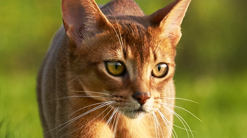 Abyssinian personalidade
