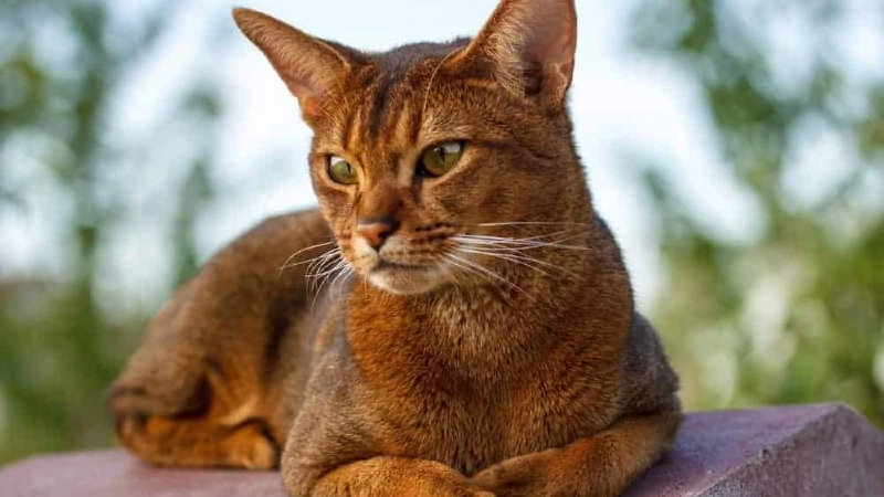 Abyssinian