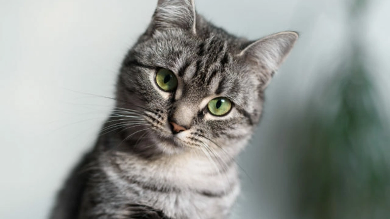American Shorthair caracteristicas