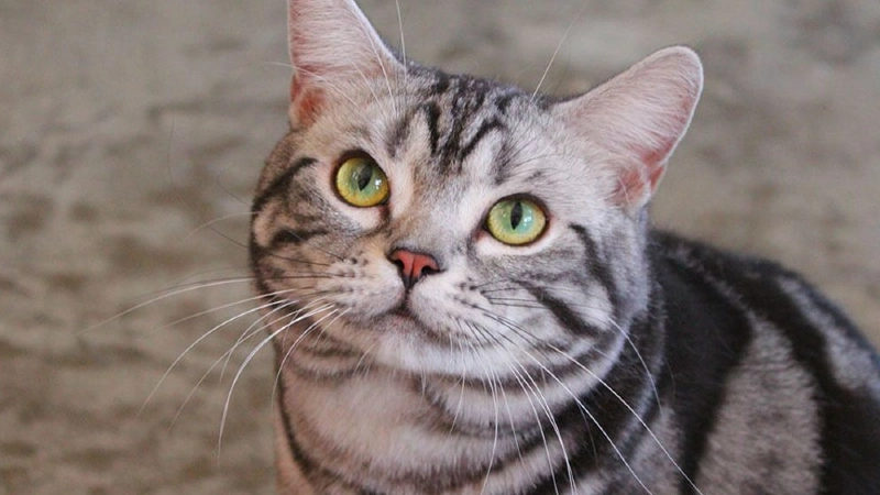 American Shorthair curiosidades