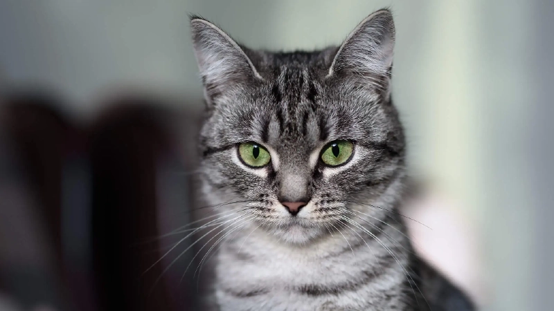 American Shorthair historia
