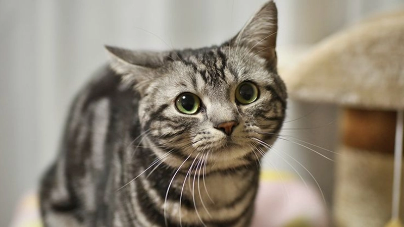 American Shorthair