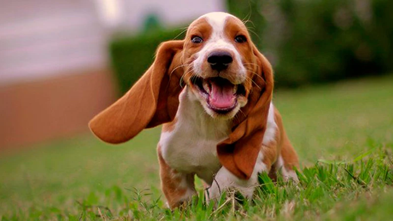 Basset Hound curiosidades