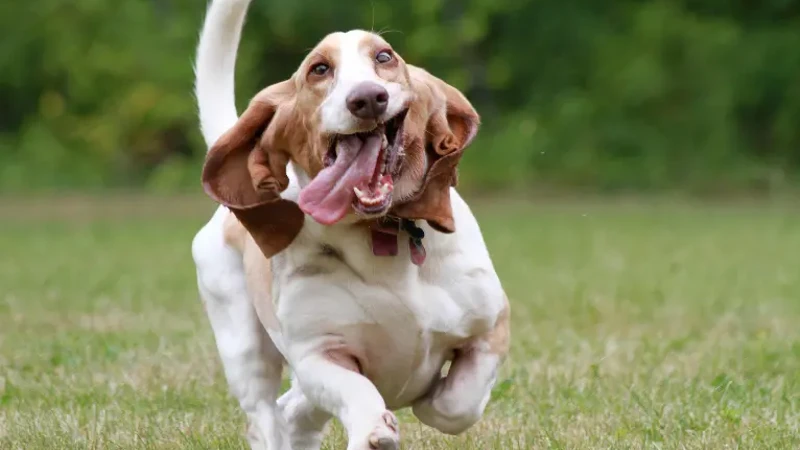 Basset Hound detalhes