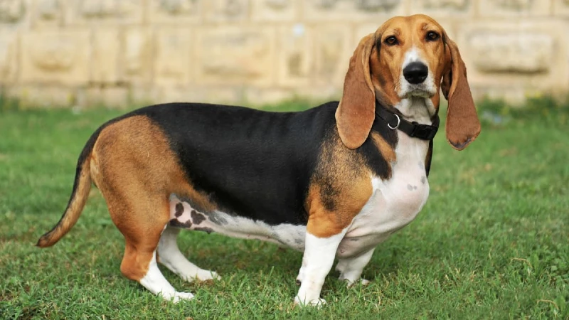 Basset Hound história e origem