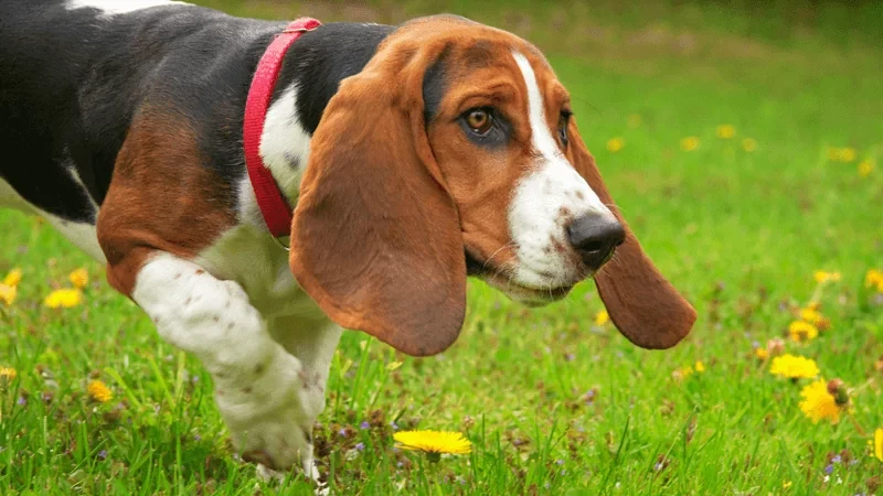 Basset Hound história