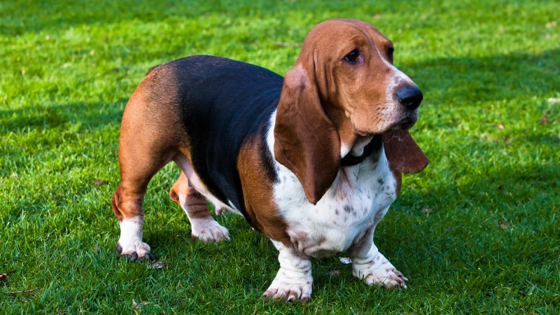 Basset Hound
