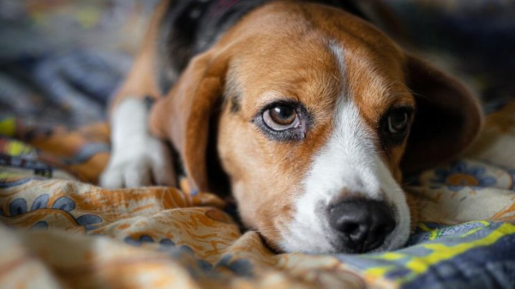 Beagle como Cão de Companhia