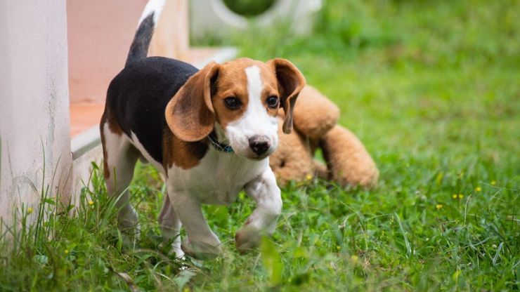 Beagle como Cão de Companhia