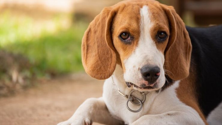 Beagle como Cão de Companhia