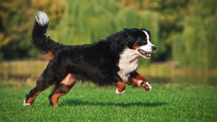 Bernese Mountain Dog Caracteristicas Aspectos e Curiosidades