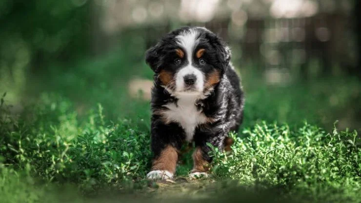 Bernese Mountain Dog Caracteristicas Aspectos e Curiosidades