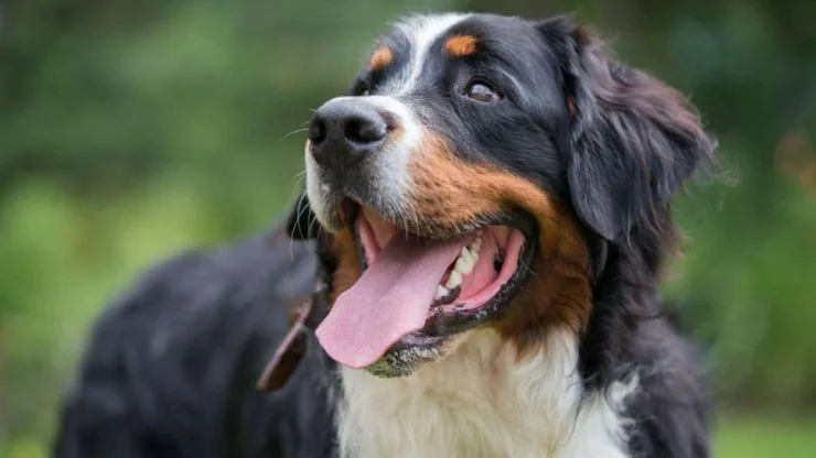 Bernese Mountain Dog Caracteristicas Aspectos e Curiosidades