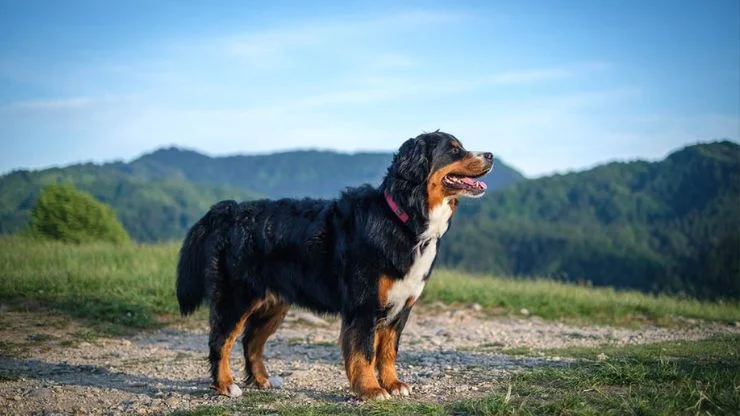 Bernese Mountain Dog Caracteristicas Aspectos e Curiosidades