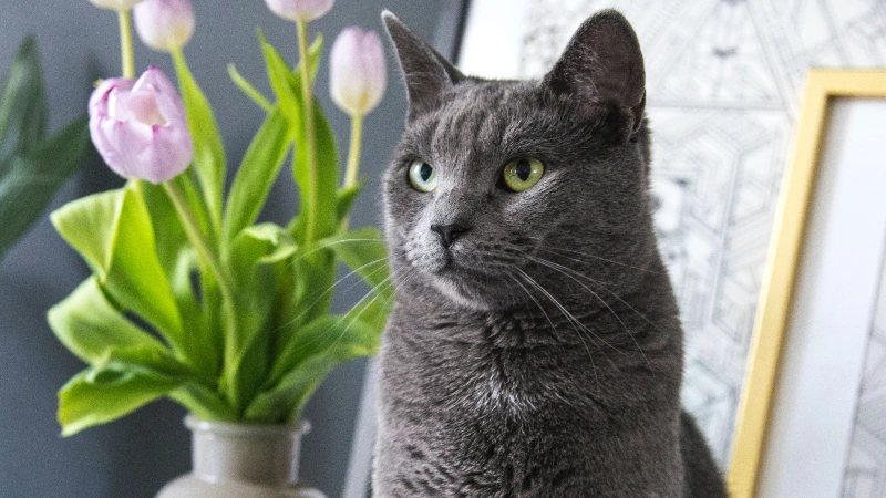 British Shorthair detalhes