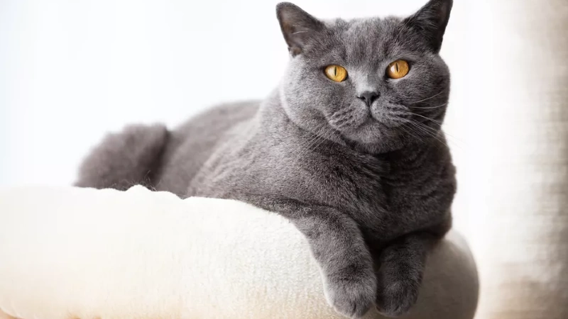 British Shorthair todos os detalhes da raça de gato de pelo curto