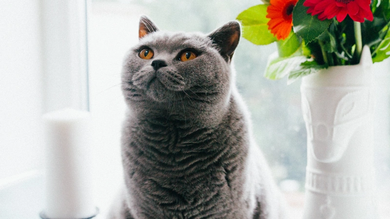 British Shorthair