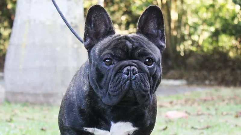 Buldogue Francês curiosidades