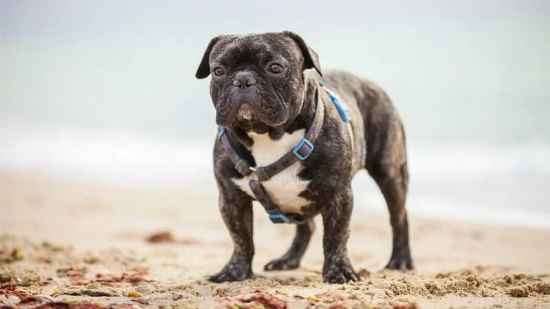 Buldogue Francês detalhes