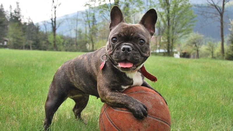 Buldogue Francês história