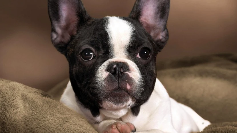 Buldogue Francês