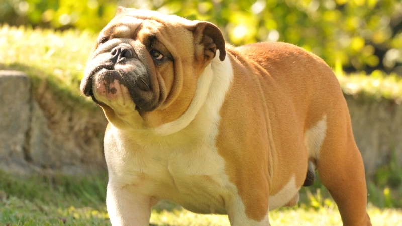 Bulldog Inglês características