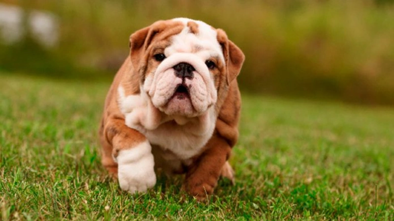Bulldog Inglês curiosidades