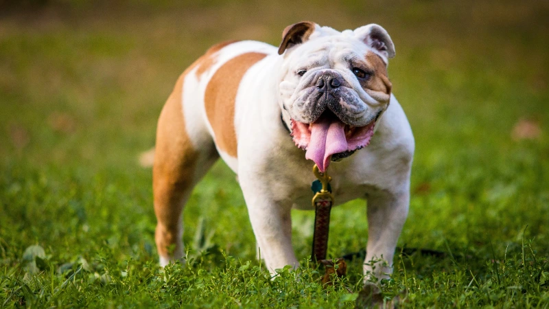 Bulldog Inglês