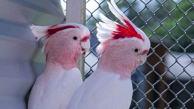 Cacatua Personalidade