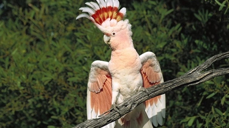 Cacatua cuidados importantes