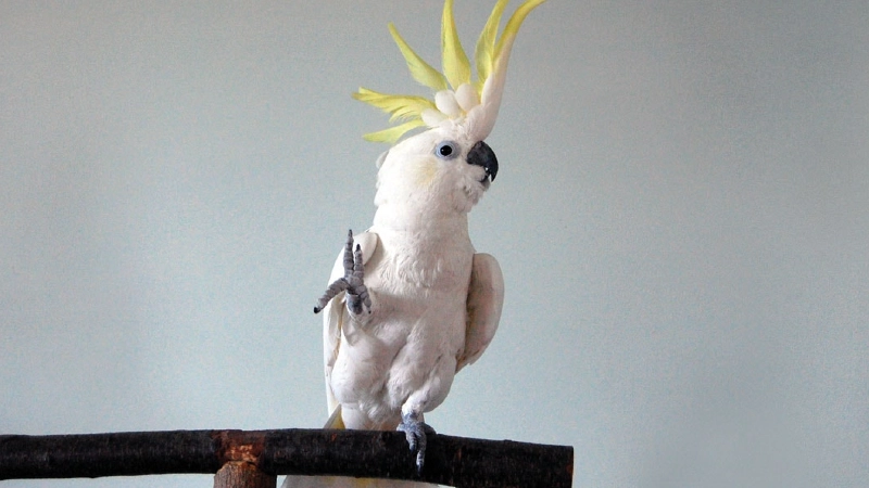 Cacatua
