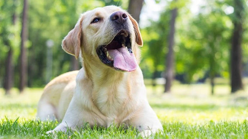 Cão Labrador