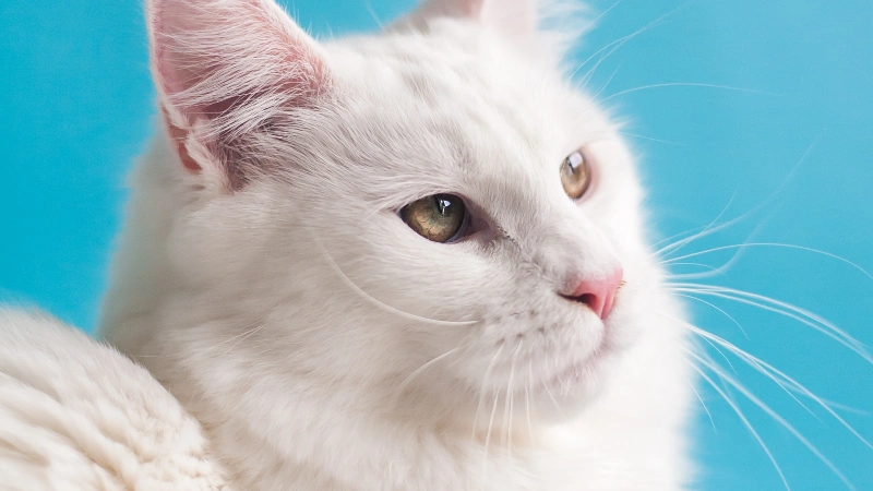 Características físicas do Maine Coon