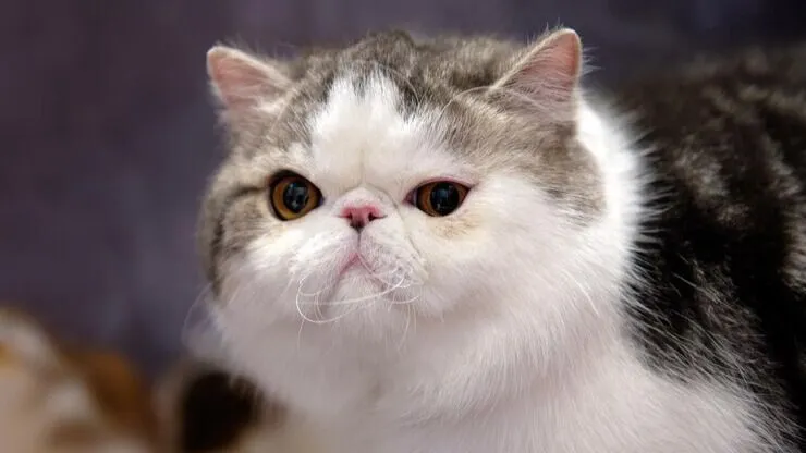 Como Cuidar do Gato Exótico
