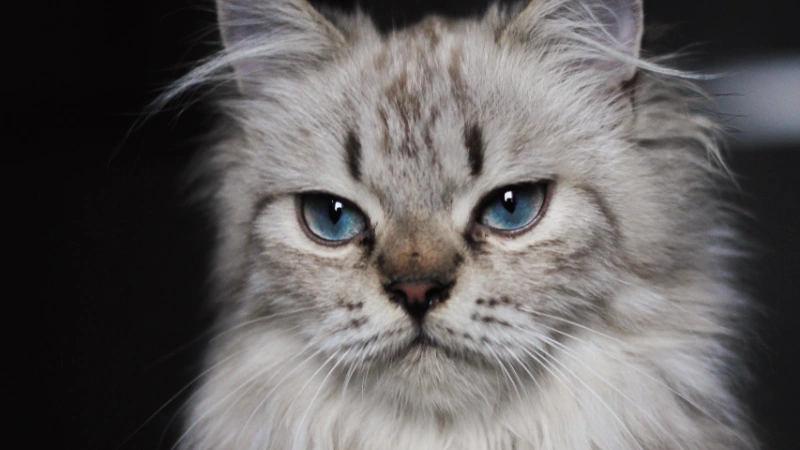 Comportamento Maine Coon
