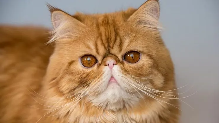 Curiosidades sobre o Gato Exótico