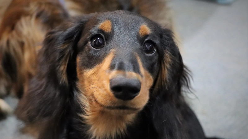 Dachshund aspectos