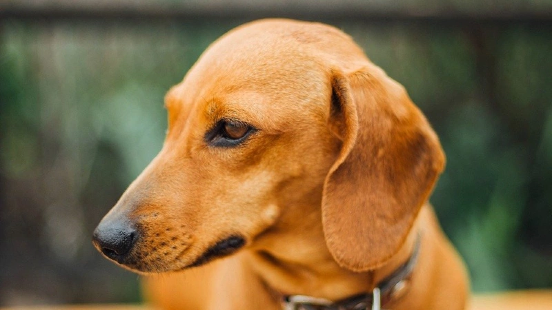 Dachshund curiosidades