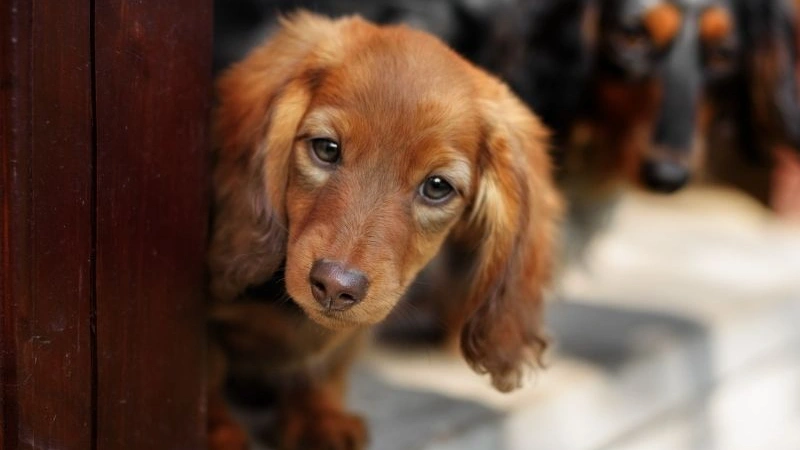 Dachshund filhote