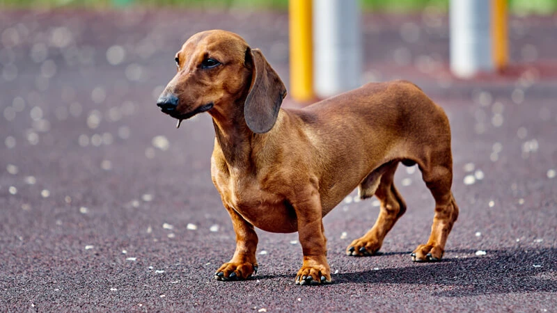 Dachshund