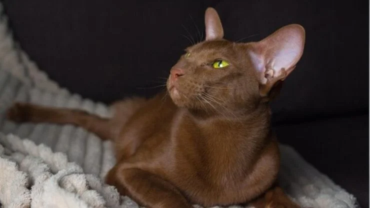 Devon Rex Pets e Afins