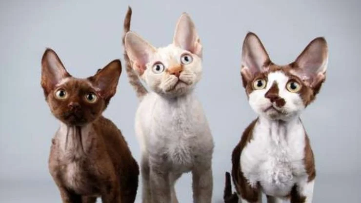 Devon Rex Pets e Afins