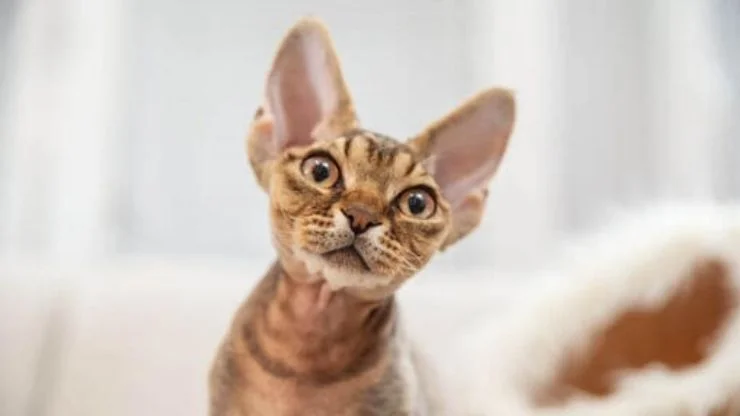 Devon Rex Pets e Afins
