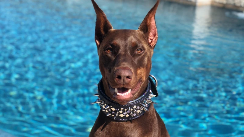 Doberman