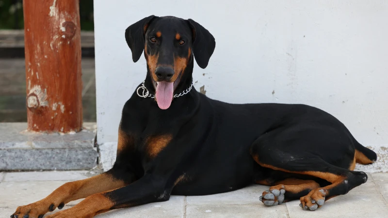 Doberman curiosidades