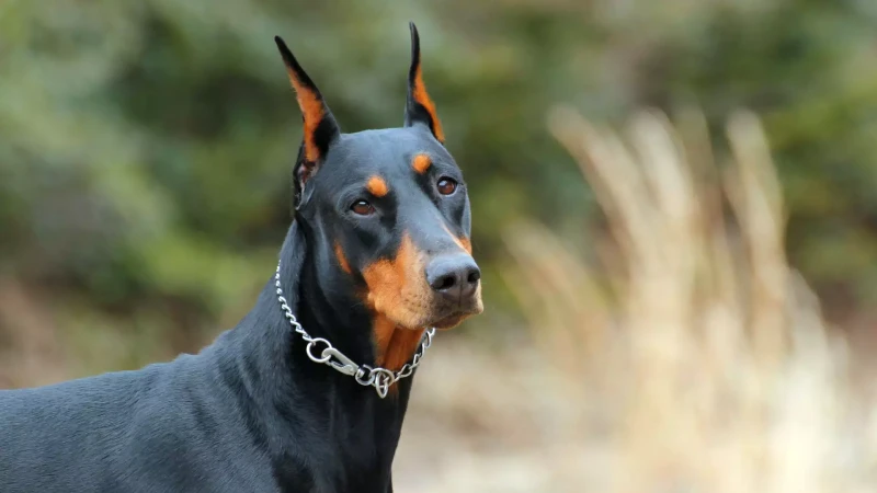 Doberman história