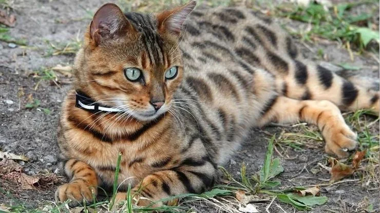 Explorando o Mundo dos Gatos Bengal