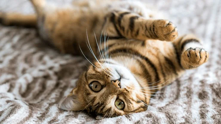 Explorando o Mundo dos Gatos Bengal
